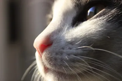 Кошачий нос: интересные факты