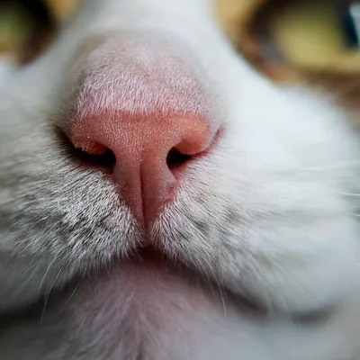 Нос кошки рисунок - 36 фото