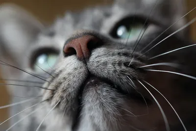 Нос кота, профессиональное фото, …» — создано в Шедевруме