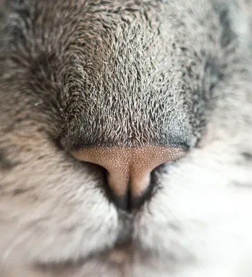 Какой нос должен быть у здоровой кошки, основные симптомы проблем
