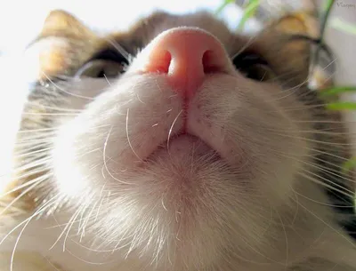 Нос кота крупно в 4к» — создано в Шедевруме