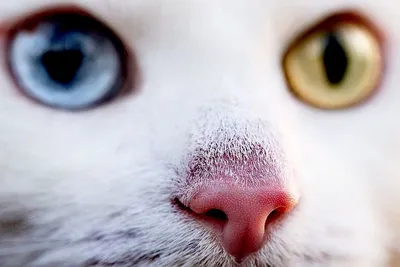 Нос кота, крупным планом, мягкое …» — создано в Шедевруме