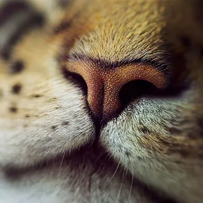 Этот белый нос кота стоковое фото. изображение насчитывающей красивейшее -  73989990