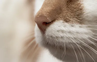 Почему нельзя трогать нос у кошек
