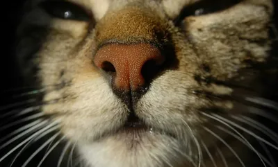 нос кота стоковое изображение. изображение насчитывающей киска - 495917