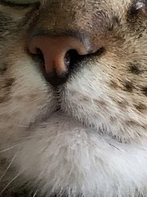 Обворожительно влажный нос кота Степана | Пикабу