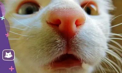 Мокрый нос у кошек – это норма? | PetGuru | Дзен