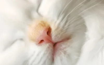 Нос кота. макросъемка» — создано в Шедевруме
