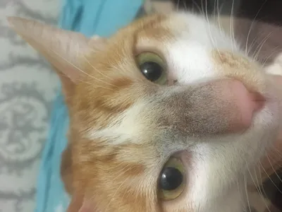 Макро нос кота» — создано в Шедевруме