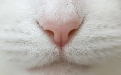 Нос кота стоковое фото. изображение насчитывающей сладостно - 114075076