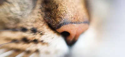 Красный Нос Полосатый Кот — стоковые фотографии и другие картинки Влажный -  Влажный, Волосы животного, Горизонтальный - iStock