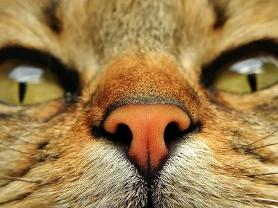 Почернел нос кота, бесплатная консультация ветеринара - вопрос задан  пользователем Мария Рожкова про питомца: кошка Без породы (домашняя кошка)