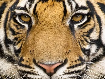 Нос тигра » Tigers Parts » Кошачья галерея » Magnus Felidae (Великие  Кошачьи) - красота и превосходство!