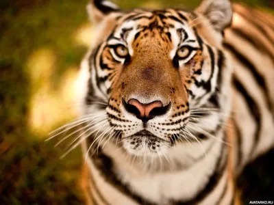 Нос тигра крупно, не весь экран» — создано в Шедевруме
