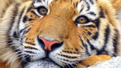 Фотография Тигры носа Усы Вибриссы морды Взгляд Животные Крупным