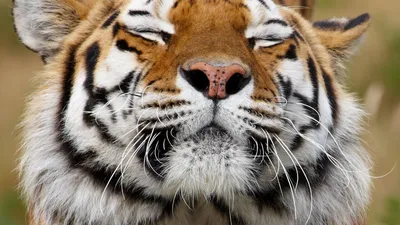 Удар лапой тигра: Запашному наложили 14 швов | Inbusiness.kz