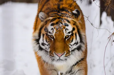 Нарезать картинку на нужный размер с тегами кошка, белый тигр, взгляд, усы,  нос