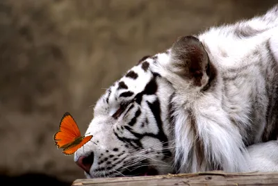 Скачать 1920x1080 тигр, нос, хищник, животное, большая кошка обои, картинки  full hd, hdtv, fhd, 1080p