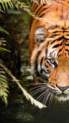 HD desktop wallpaper: Tiger, Animal download free picture #1486872