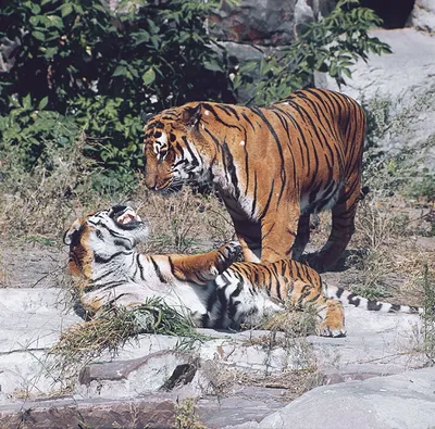 Эдгард Запашный поцеловал тигра после обвинений в жестоком обращении с  животными - Газета.Ru | Новости