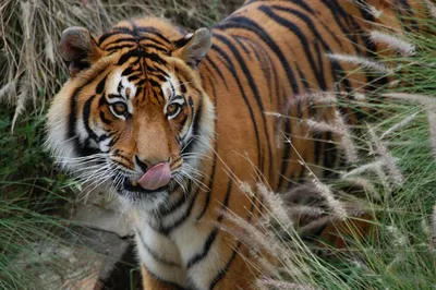 Кричал так, что тигр сбежал: житель Китая нос к носу столкнулся с хищником  на границе с РФ - PrimaMedia.ru