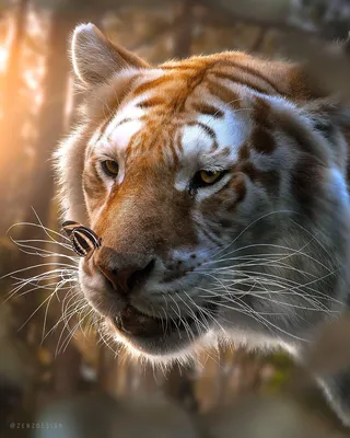 пристальный взгляд индокитайского тигра вблизи Фото Фон И картинка для  бесплатной загрузки - Pngtree