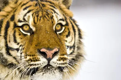 Лапа бенгальского тигра и нос, …» — создано в Шедевруме