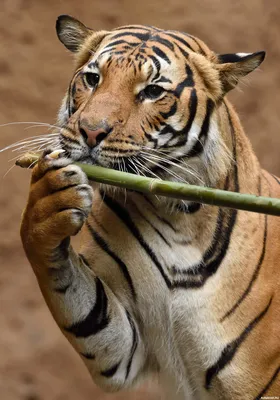 Лицо тигра - 65 фото