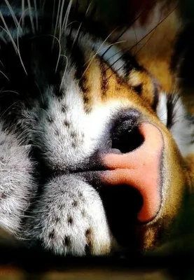 Конец тигра в нос тигра глаз тигра вискеров аквариума Стоковое Фото -  изображение насчитывающей тигр, глаза: 207684778