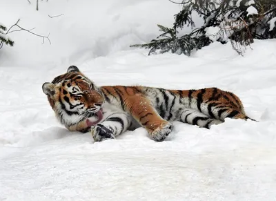 Красивый тигр в зимнюю погоду - обои на телефон
