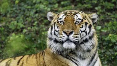 Близкий Выстрел Бенгальского Тигра И Его Носа — стоковые фотографии и  другие картинки Без людей - Без людей, Белый, Белый тигр - iStock