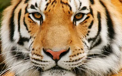 Рот носа тигра крупного плана Стоковое Фото - изображение насчитывающей  рот, конец: 44079508
