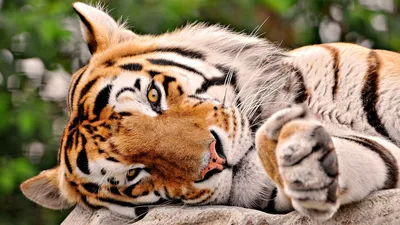 Язык тигра - красивые фото