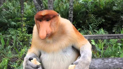 Кахау — носатая обезьяна | ВКонтакте