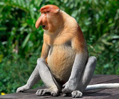 Файл:Proboscis monkey (Nasalis larvatus) male Labuk Bay 2.jpg — Википедия