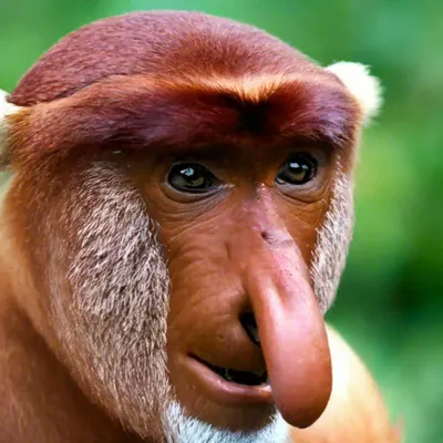 Фото Носач или кахау — вид приматов из подсемейства тонкотелых обезьян
