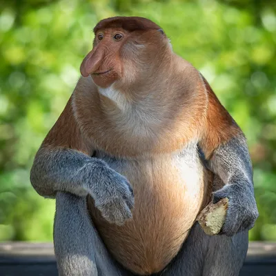 ClassPic.RU on X: \"Носач (38 фото) https://t.co/zsdqHzorfg Обезьяну-носача  сложно спутать с другим животным, а всё из-за большого 10-сантиметрового  носа, который часто мешает есть - тогда пр...... #деревья #животные # обезьяна #остров #Фото https://t.co ...