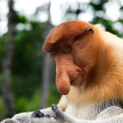 Фотография Носатая обезьяна из раздела животные #5389377 - фото.сайт -  sight.photo