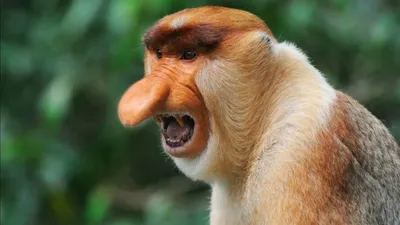 Носач, или обыкновенный носач, или кахау . Это обезьяна средних размеров,  которую можно обнаружить только.. | ВКонтакте
