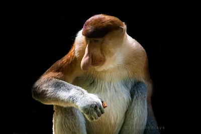 Носач: факты об обезьяне с большим носом