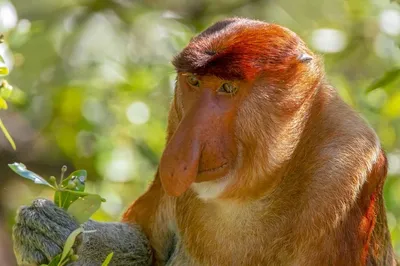 Носатая обезьяна, красиво, 4k, яркое…» — создано в Шедевруме