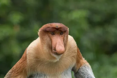 На Борнео найдена неизвестная обезьяна, которая может быть гибридом двух  дальнеродственных видов - Лайфхакер