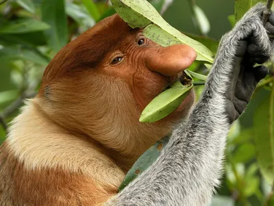 Фигурка Mojo (Animal Planet) обезьяна Носач (L) - купить с доставкой по  выгодным ценам в интернет-магазине OZON (167443437)