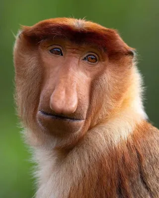 На малайском острове Борнео была обнаружена загадочная гибридная обезьяна |  Пикабу