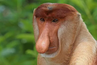 BB.lv: Носач с острова Борнео: все самое интересное об удивительной  обезьяне (Видео)