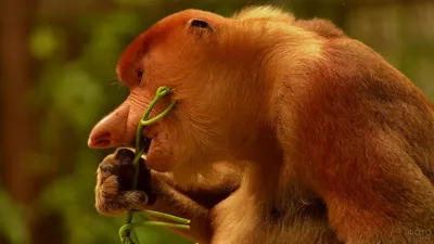 Носач (102 фото): описание обезьяны, питание, как выглядит, где в дикой  природе обитает прикольный и смешной примат