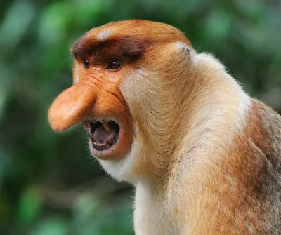 Зачем обезьяне такой огромный нос? | Наша планета | Дзен