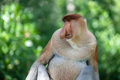 Неловкий вопрос: почему у обезьян такая красная попа?