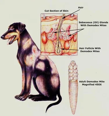 Демодекоз у собак - симптомы, признаки и фото, схема лечения, заразен ли  для человека | Pet-Yes