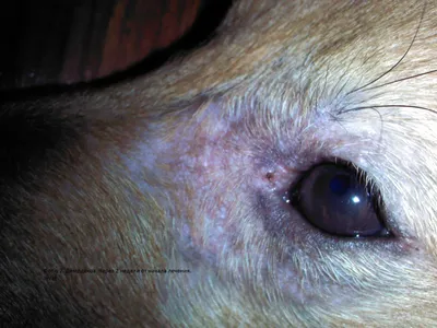 Чесоточный клещ у собак: симптомы, методы диагностики - Bravecto RU